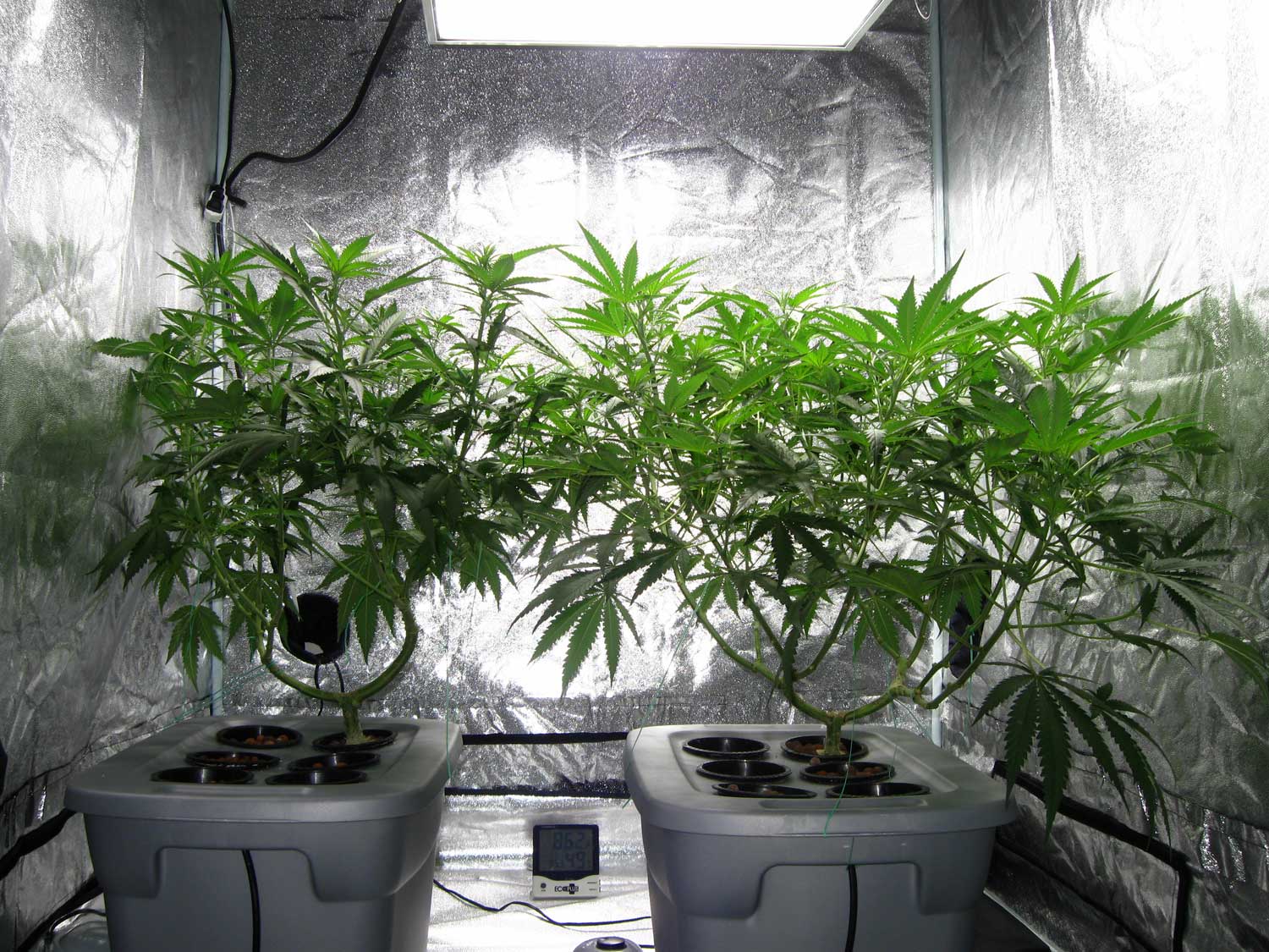 What do I need to get started growing cannabis indoors ...