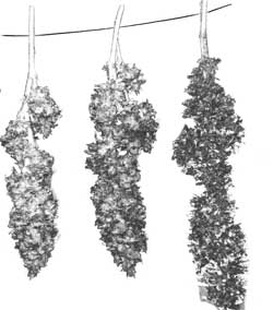 Drying marijuana buds on string
