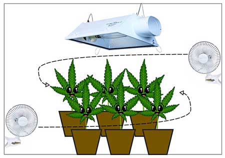 How to place fans in grow area - diagram