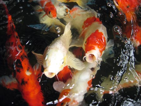 aquaponics-cannabis-feed-fish.jpg