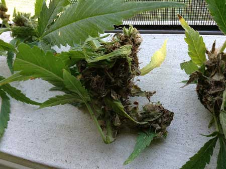 Don't use buds affected with bud rot - throw them away immediately!