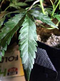 Bad case of WPM (white powdery mildew) on cannabis leaf