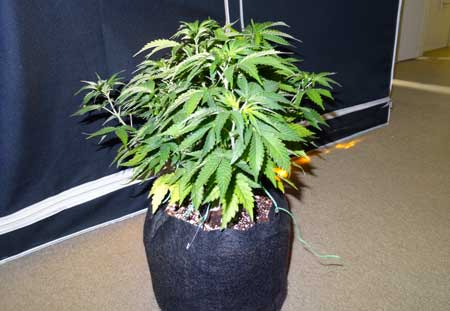 before-plant-training-marijuana-sm.jpg