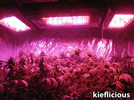See Blackstart LED grow lights and the cannabis plants underneath