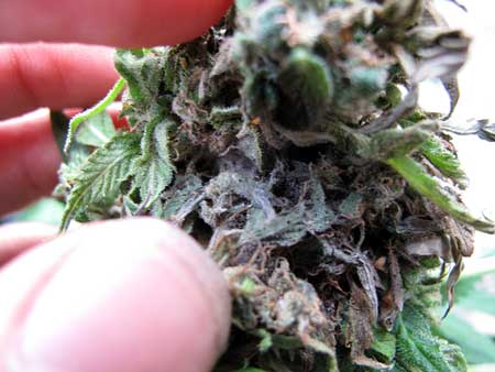 Bud rot damage on the inside of a cannabis cola