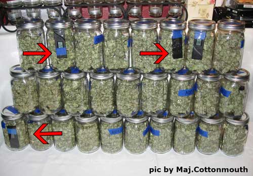 Marijuana buds curing with Hygrometer III hydrometers