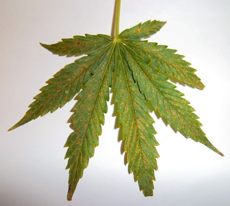 Calcium deficiency on a cannabis leaf