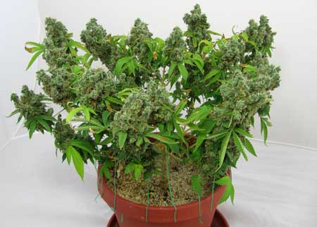 Budding cannabis plant grown in coco coir