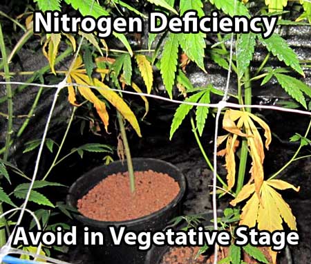 A nitrogen deficiency is not desirable in the vegetative stage