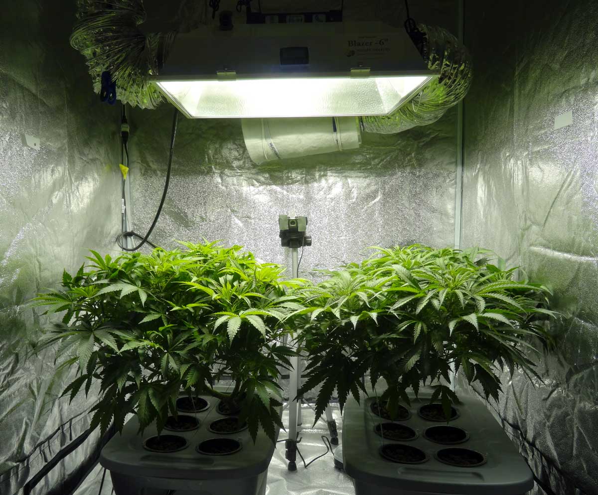 Growing cannabis indoors - A practical grow guide