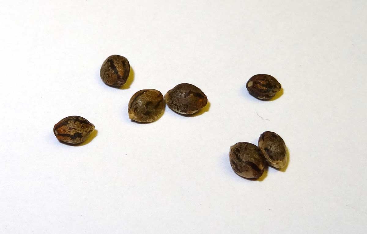 Cannabis Seeds Canada