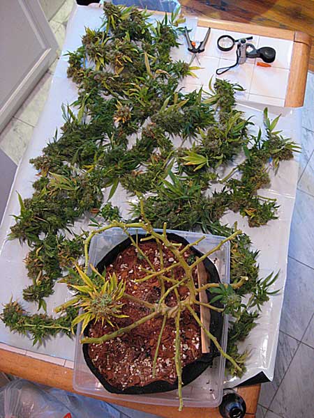 The top-view of a trained cannabis plant, showing the "guts" that give the plant it's structure