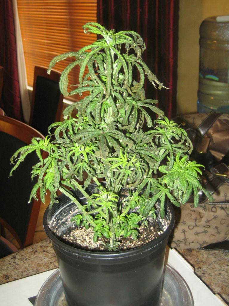 7 Unfortunate Plant Training Mistakes Grow Weed Easy