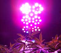 Marijuana plant under the LED grow light