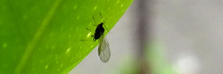 Example of a winged aphid resting on a leaf - get rid of these "colonizer" aphids before they lay eggs on your cannabis plants!