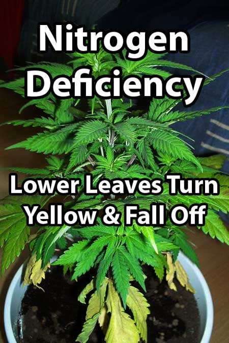 Picture by m&m - Maraijuana plant with nitrogen deficiency - older / lower leaves are turning yellow and falling off