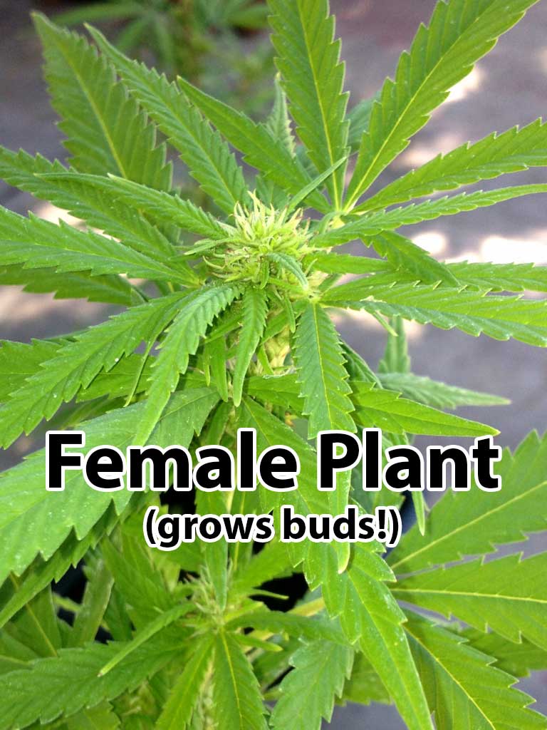 Variability of cannabis plant gender - is a seed male or female from birth?...