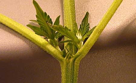 Female cannabis pre-flowers - the green stipules are crossed, which is a small sign that this plant might be a girl