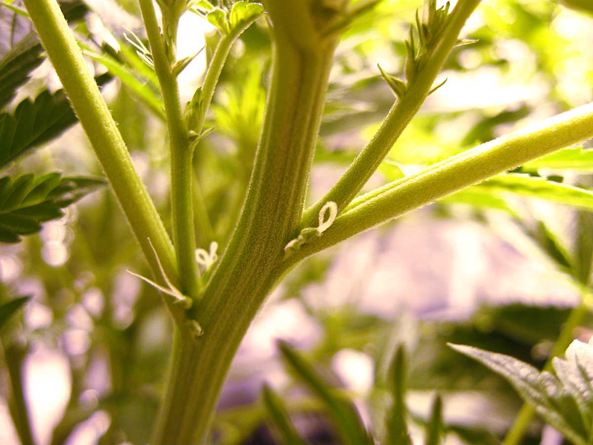 ...and only 1-2 pistils per pre-flower until you actually put the plant in ...