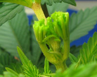 As pictured here, after FIMing your marijuana plant show have a "mowed' top