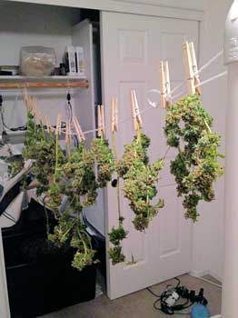 Cannabis buds hanging to dry after harvest