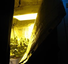 An example of a flowering tent. This tent uses a 600w HPS bulb.