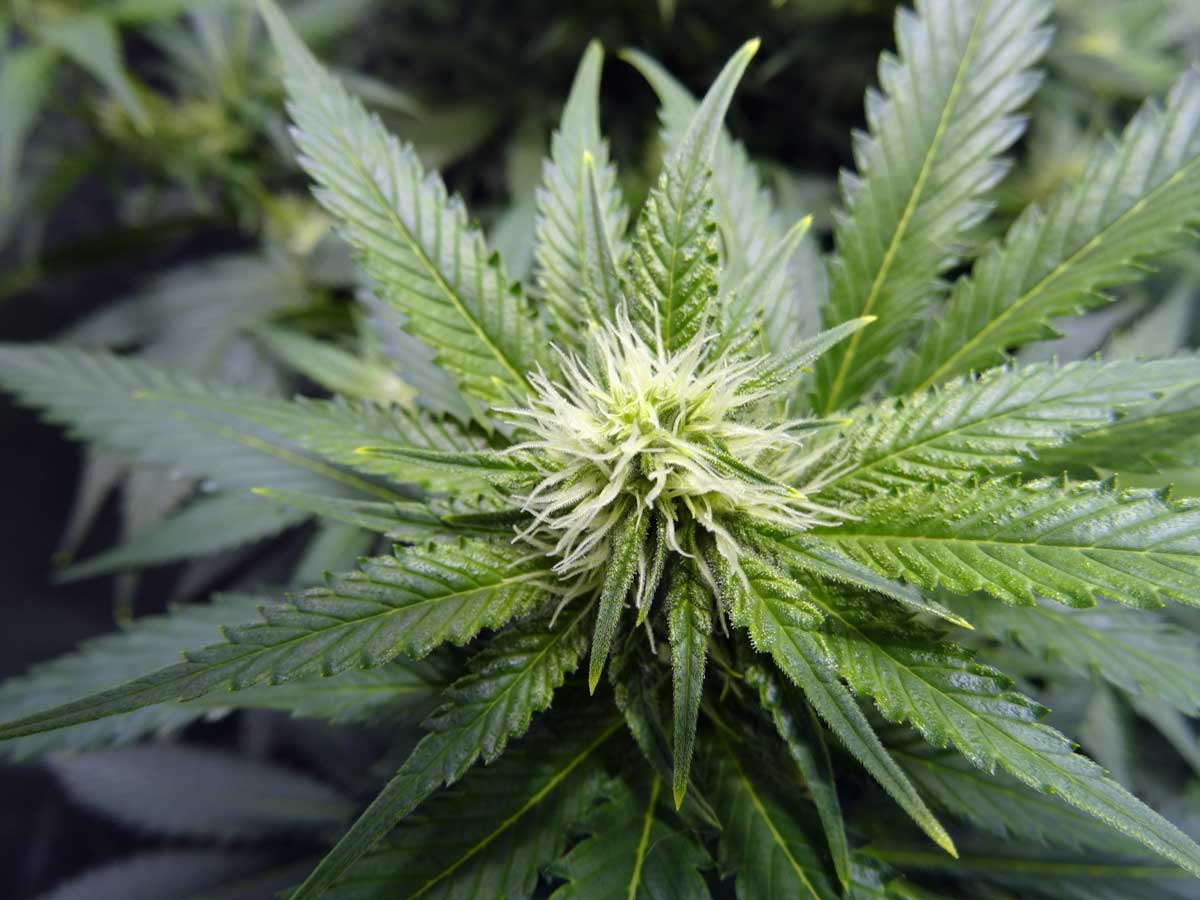 Tommy Chong: Legalize Marijuana To Boost U.s. Economy' flowering-week3-cannabis-bud