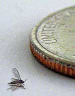 Cannabis fungus gnats are tiny, but they can become a big problem!