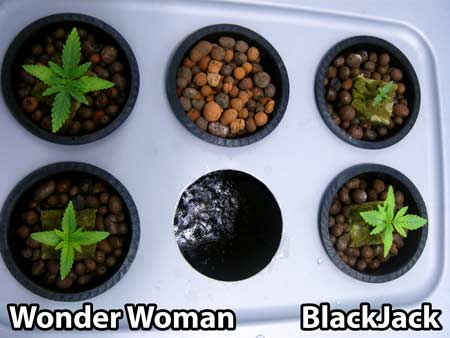 These marijuana seedlings were just given their first nutrients