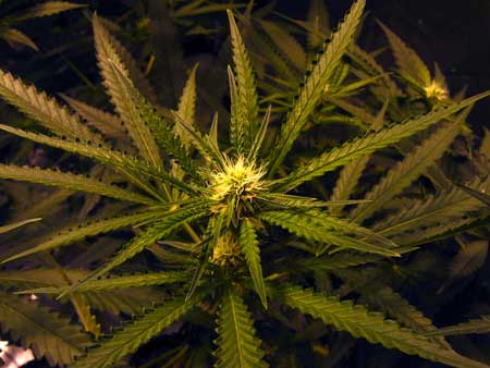 First buds beginning to form on marijuana plant