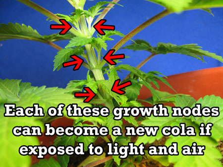 These growth nodes will become colas if they are allowed to develop