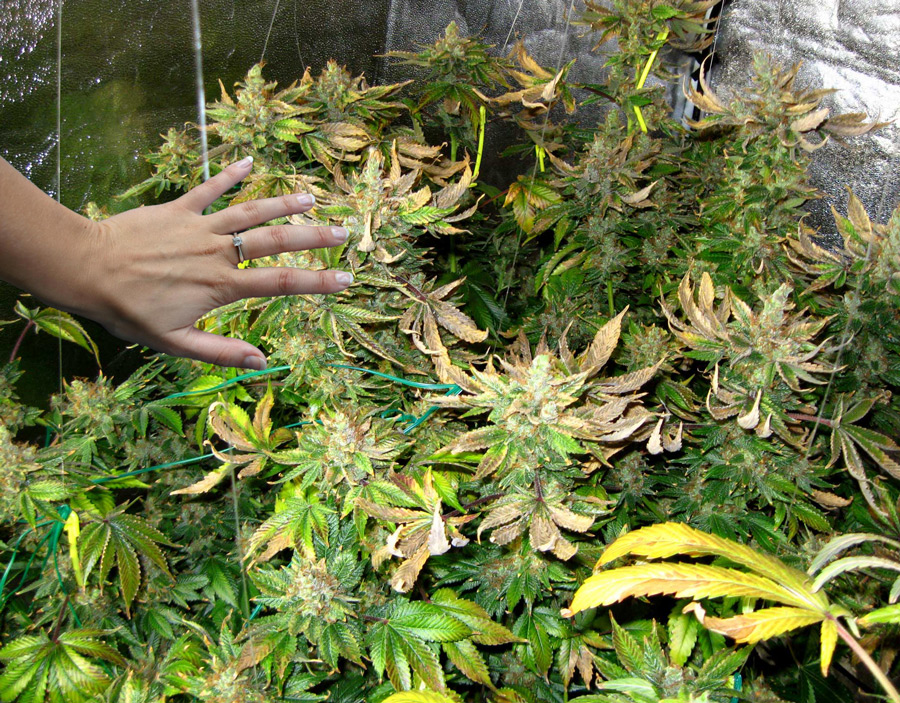 PSA Too Much Light?! Grow Weed Easy