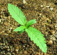 Happy young cannabis seedling