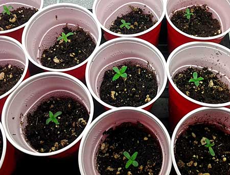 A bunch of healthy young cannabis seedlings