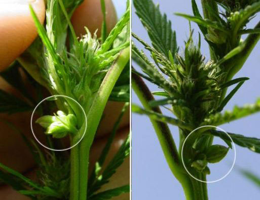 A marijuana hermie - the male pollen sacs are circled