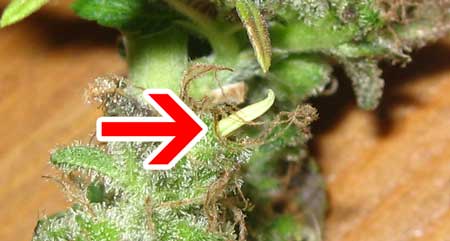 A cannabis bud with a hermie banana ("nanner") which is often the result of heat or other stress during the flowering stage. However, it can also be caused by genetics.