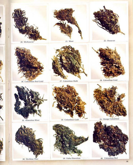 Top strains from 1977