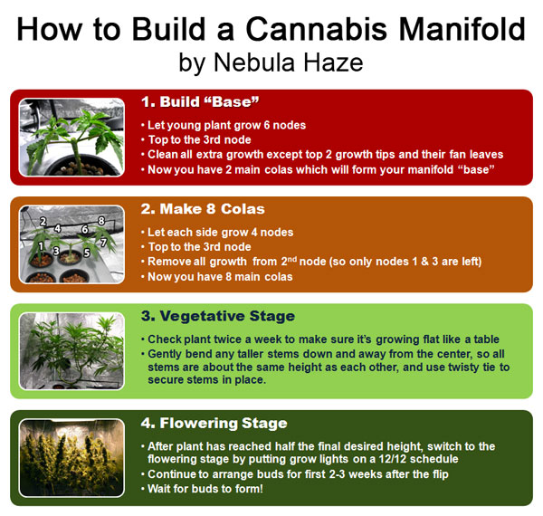 how-to-build-cannabis-manifold-nebula-sm