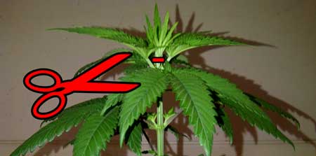 Diagram example - how to top an auto-flowering cannabis plant