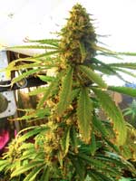 Huge cola on this girl shows signs of problems during the flowering stage. Problems are common, and you will still produce high quality buds as long as your marijuana buds make it to harvest without visible problems. 