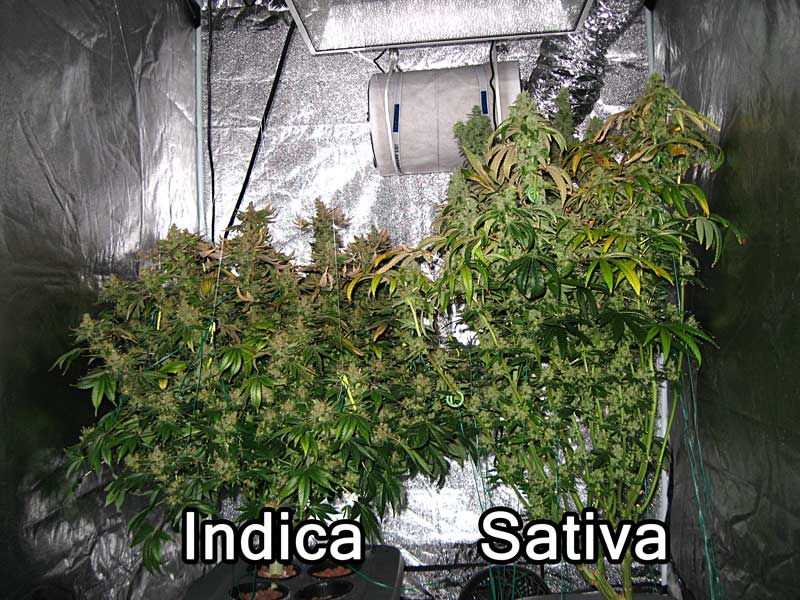 indica vs sativa vs hybrid indica vs sativa vs hybrid