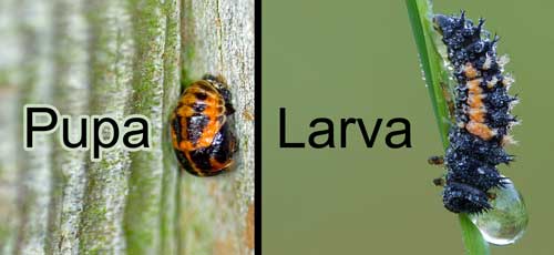 Don't kill the pupa and larva of ladybugs!