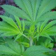 Female marijuana plant showing the first signs of being a girl (white hairs)