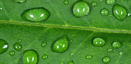 Leaf droplets on a marijuana leaf