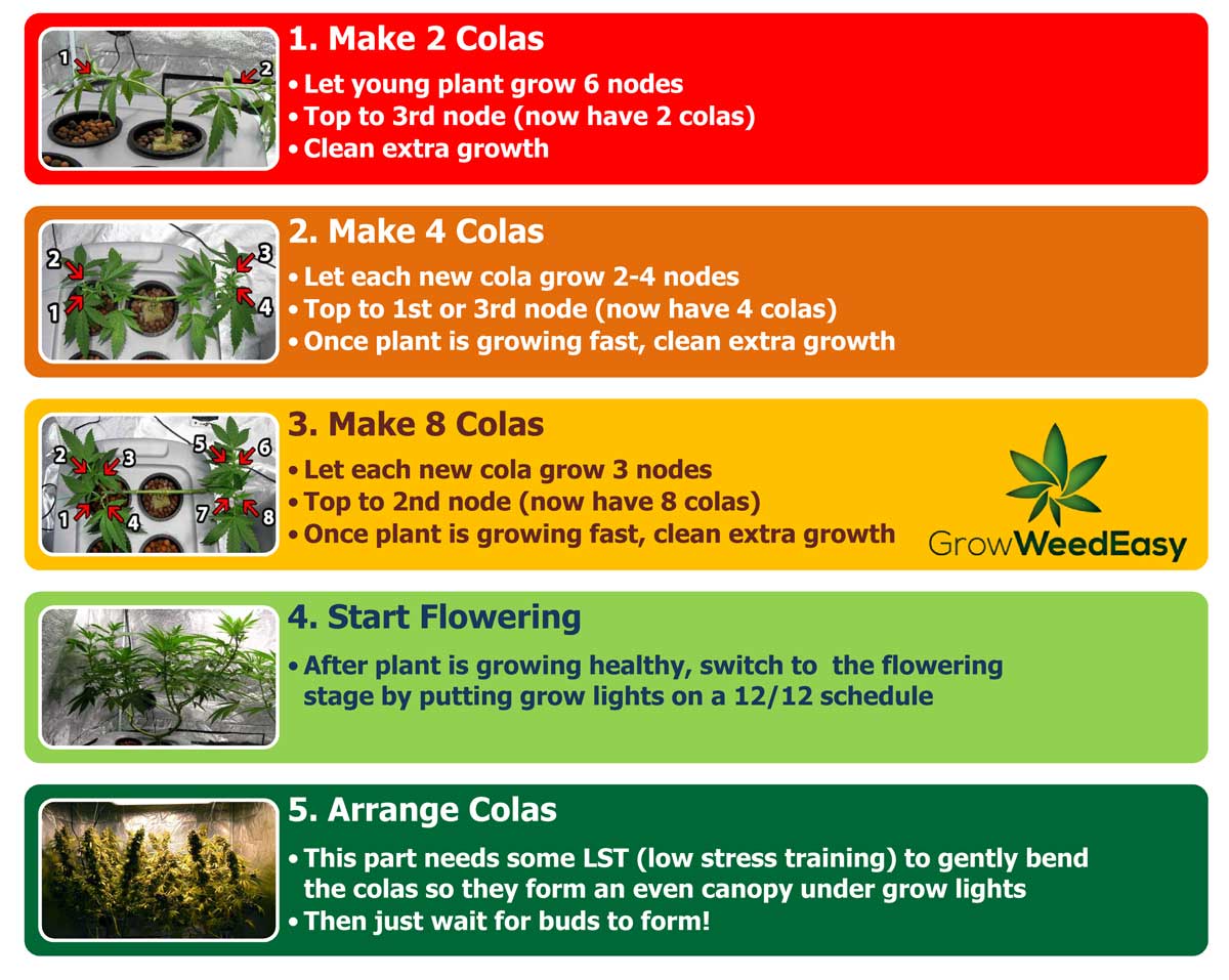 step by step on how to grow a weed plant