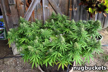32-cola-main-lining-scrog-nugbuckets-sm.