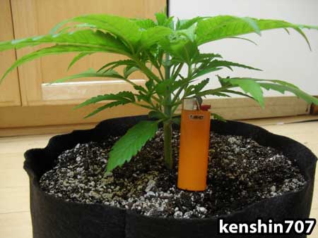 A young vegetating marijuana plant - there is no way to know the gender of this plant just by looking at it