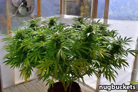 main-lined-marijuana-plant-5-weeks-flowe