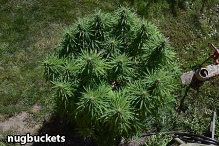 main-lined-marijuana-plant-nugbuckets-sm