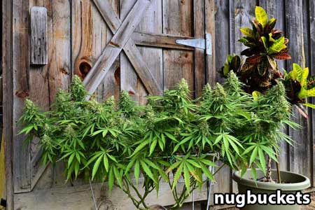 scrog-main-lining-vortex-nugbuckets-sm.j
